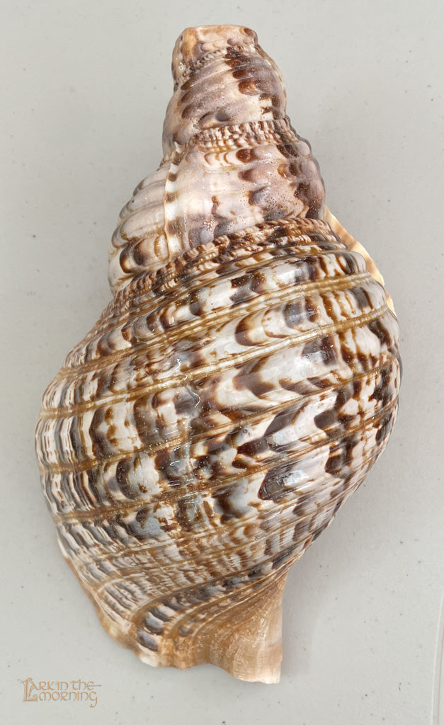 Snail Horn Horns Lark in the Morning