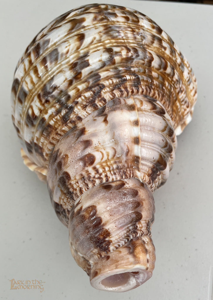 Snail Horn Horns Lark in the Morning   