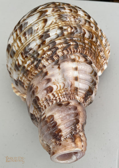 Snail Horn Horns Lark in the Morning   