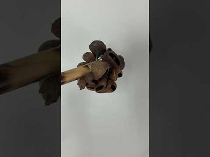 Spice (Kluwak) Nut Shaker, Bamboo Handle
