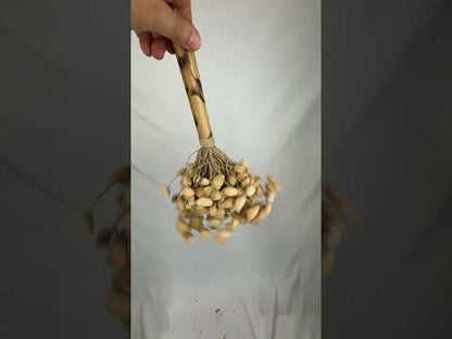 Kenari Nut Shaker, Bamboo Handle (Medium)