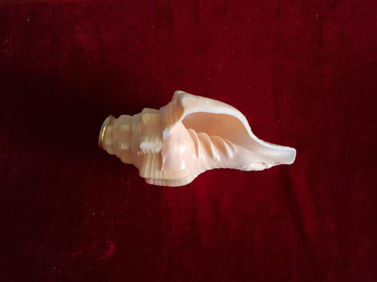 Small Conch Horn Horns Lark in the Morning