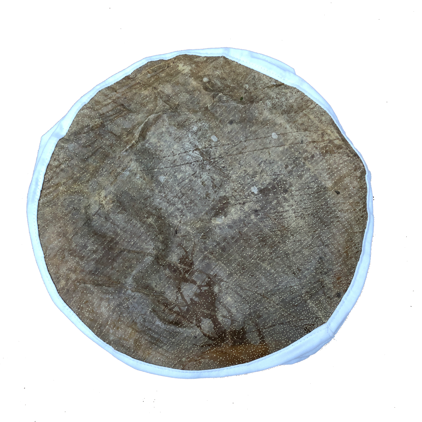 Fish Skin Drum Head, 10” Drum Skins Lark in the Morning   