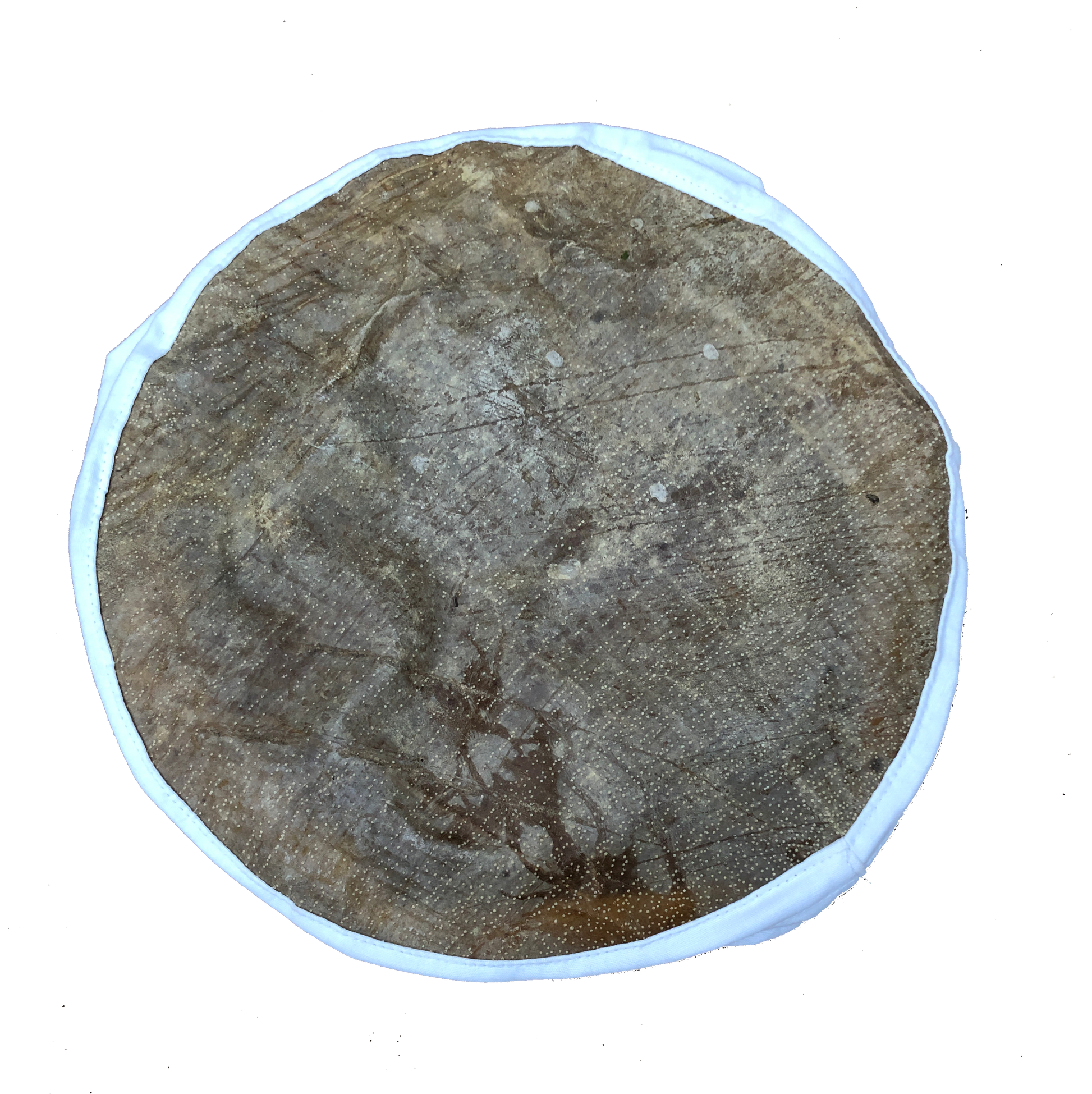 Fish Skin Drum Head, 10” Drum Skins Lark in the Morning   